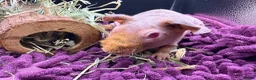 Guinea Pig rodents for sale: Pair of Girl Skinny Pigs - Advert 7
