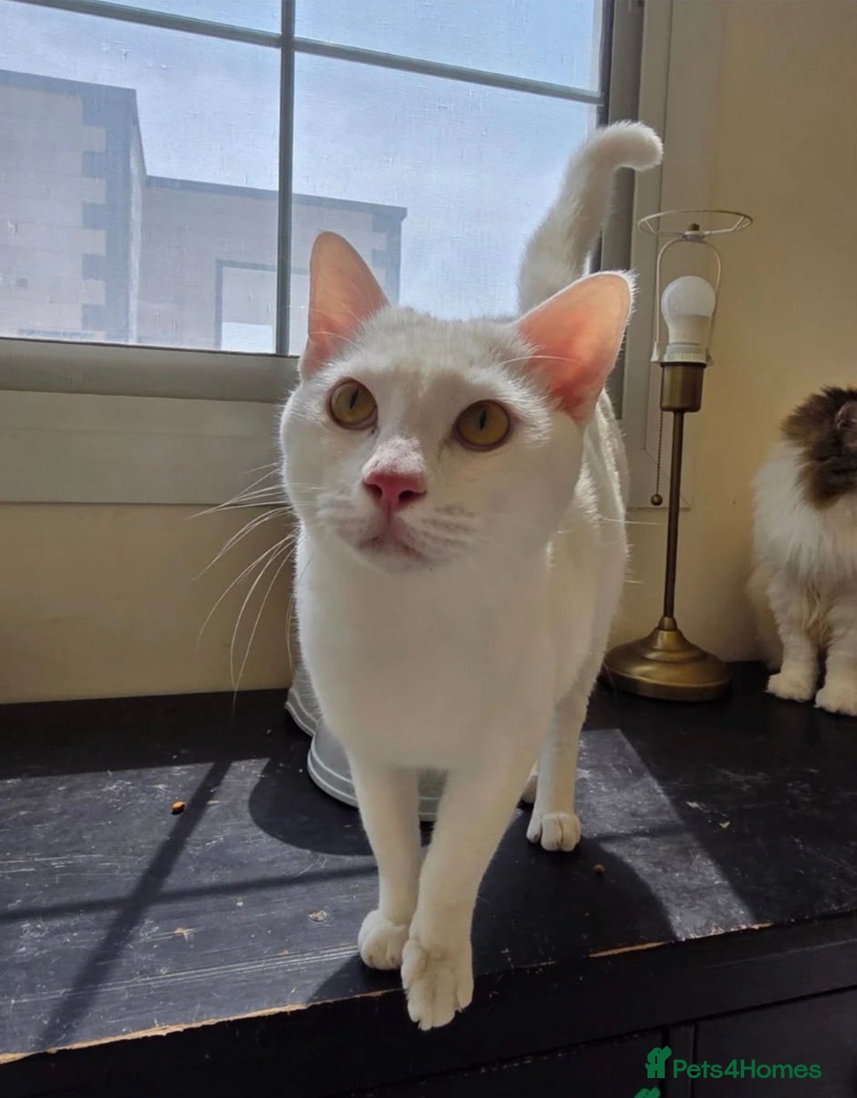 Mixed Breed cats for sale: Buddy  - Advert 4