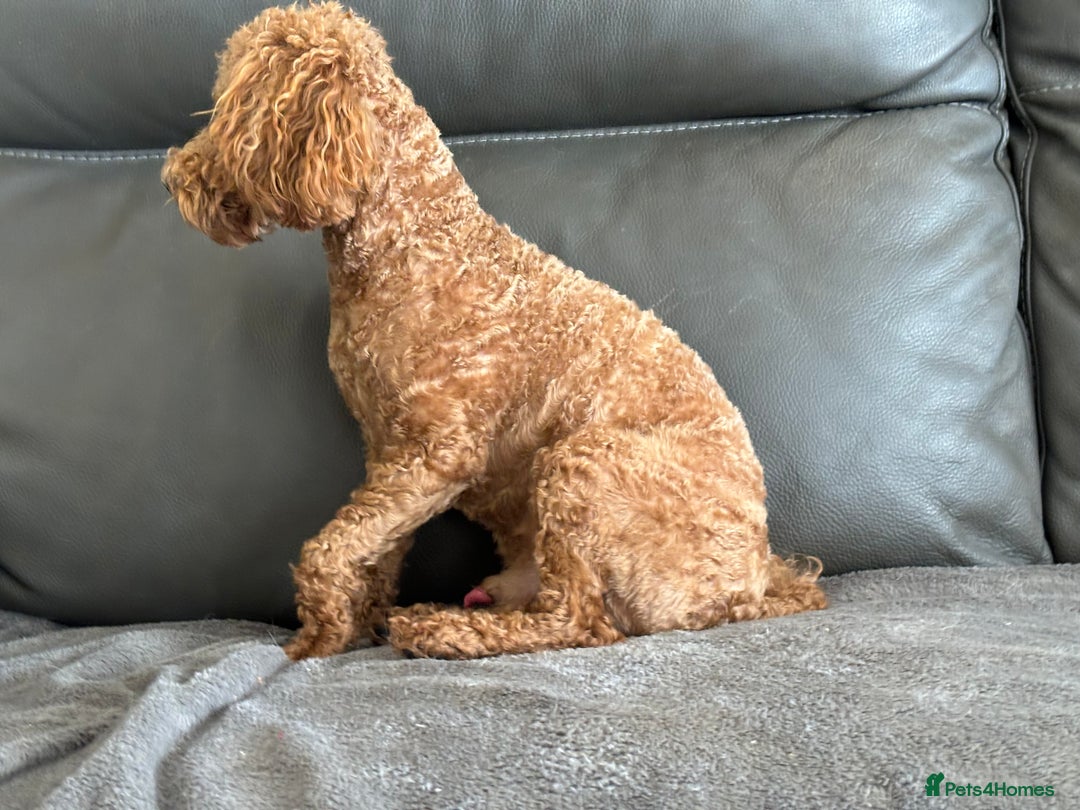 Toy Poodle dogs for sale: KC Toy Poodle Boy - Image 19