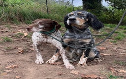 German Shorthaired Pointer dogs for adoption: Romero - Image 12
