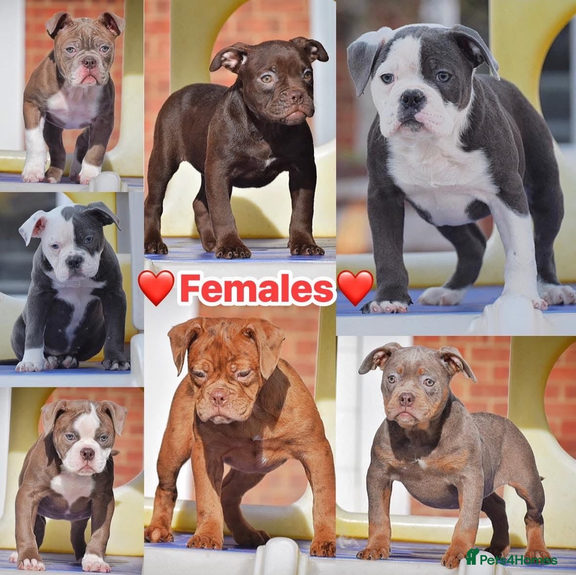 Olde English Bulldogge dogs 23 years Professionals 5⭐️Rated Licensed.  - Advert 8