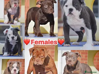 Olde English Bulldogge dogs 23 years Professionals 5⭐️Rated Licensed. - Advert 8