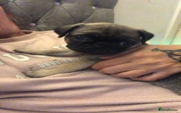 Pug dogs for sale: Pug puppies - Image 14