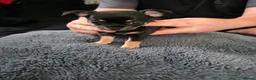 Chihuahua dogs for sale: 4 tiny beautiful chihuahua puppies  in Liverpool - Advert 6