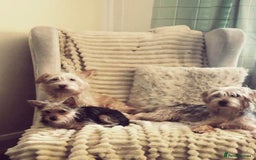 Mixed Breed dogs for sale: Yorkie crossed jack Russell  - Advert 2