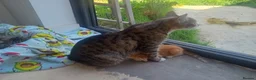 Mixed Breed cats for sale: Litter of 5 kittens  - Advert 19
