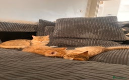 British Shorthair cats for sale: Golden bsh black tip  - Image 5