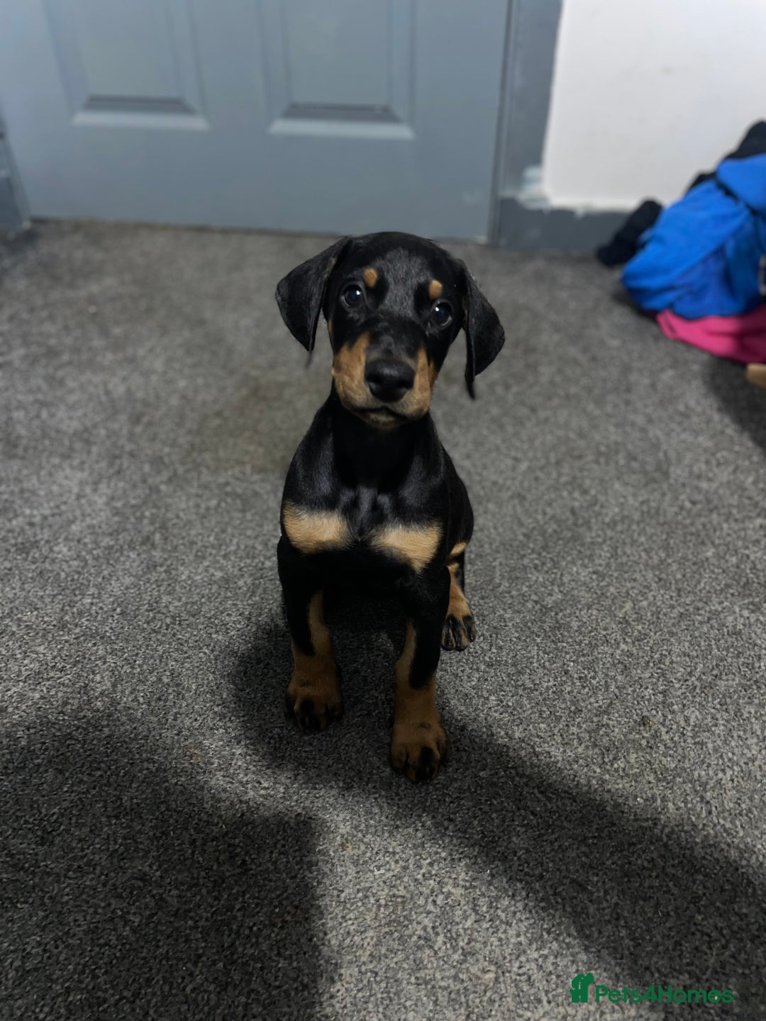 Dobermann dogs for sale: Doberman puppies  - Image 4