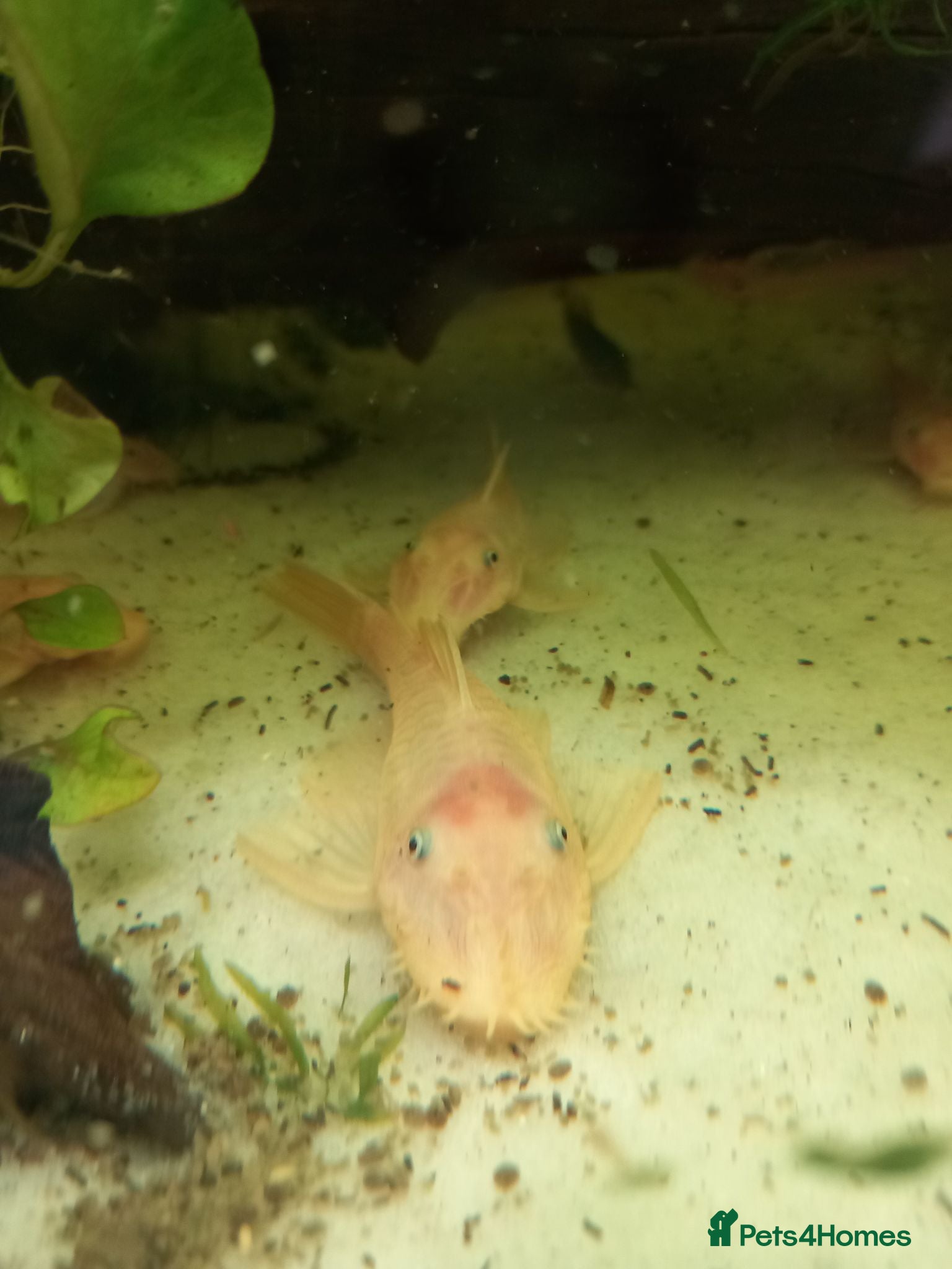 Plecos fish Bristlenose Lemons & Rio Paraguay, Shrimps & Tanks - Advert 1