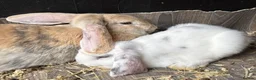 Mini Lop rabbits for sale: Gorgeous Lop eared Rabbits ready 27/06/2026 - Advert 6