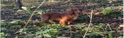 Sprocker dogs for sale: Sprocker Spaniel Puppies For Sale  - Advert 12