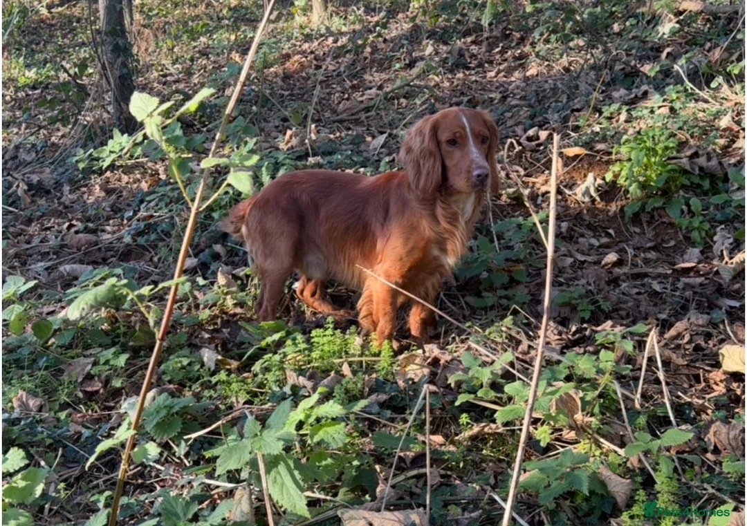 Sprocker dogs for sale: Sprocker Spaniel Puppies For Sale  - Advert 12