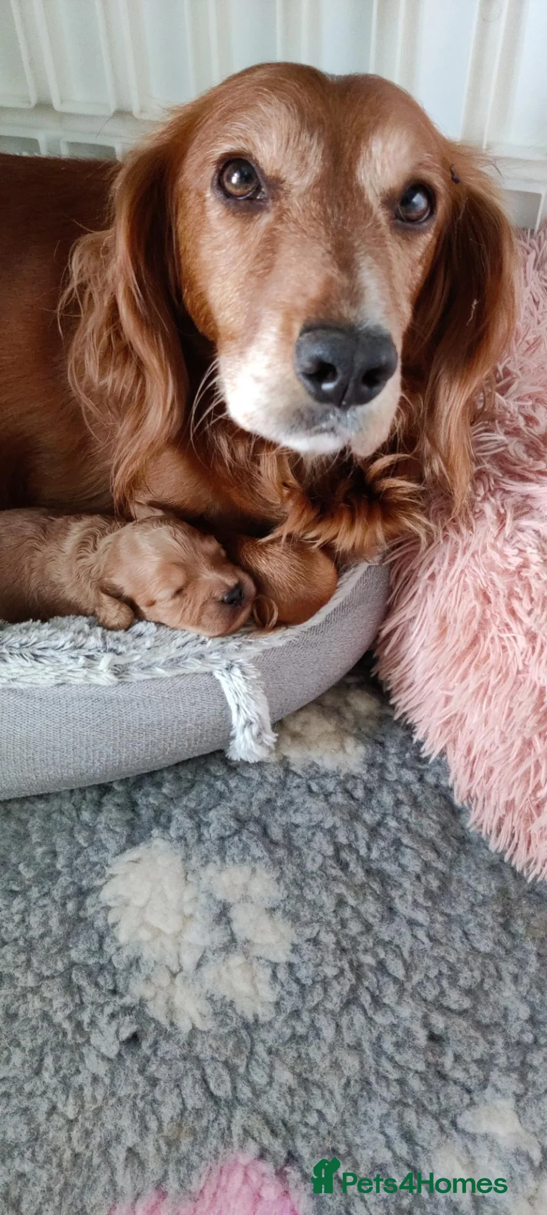 Cockapoo dogs for sale: Outstanding COCKAPOO F1.  - Advert 2
