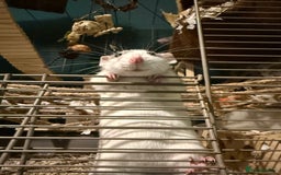 Rat rodents for sale: 3 female rats for rehoming - Image 4