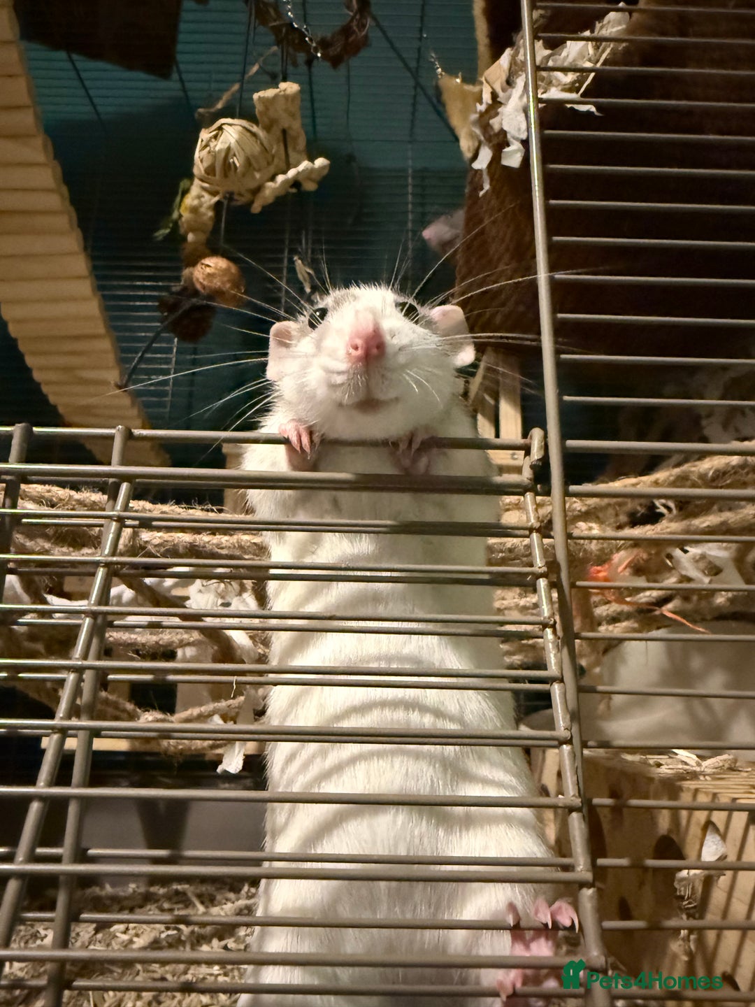 Rat rodents for sale: 3 female rats for rehoming - Image 4