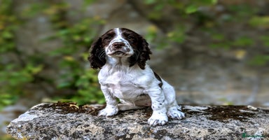 Cocker Spaniel dogs - Advert 11