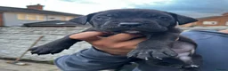 Cane Corso dogs for sale: DeBella Cane Corso Pups - Advert 16