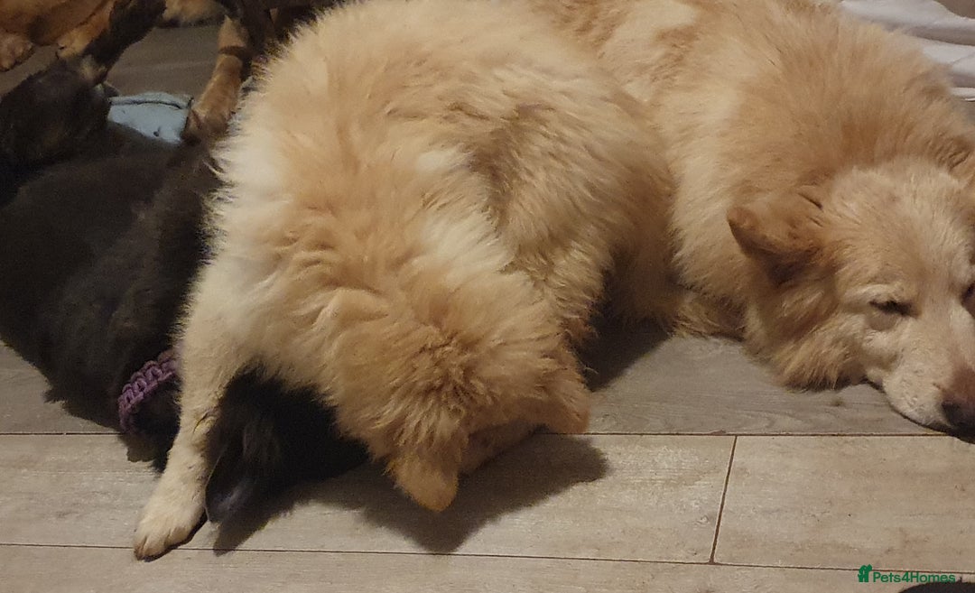 German Shepherd dogs for sale: Stunning white puppy 6 months old ready now in Horsham - Image 22