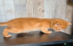 Abyssinian cats for sale: 5 abysinnian pedigree tica registered  - Image 16