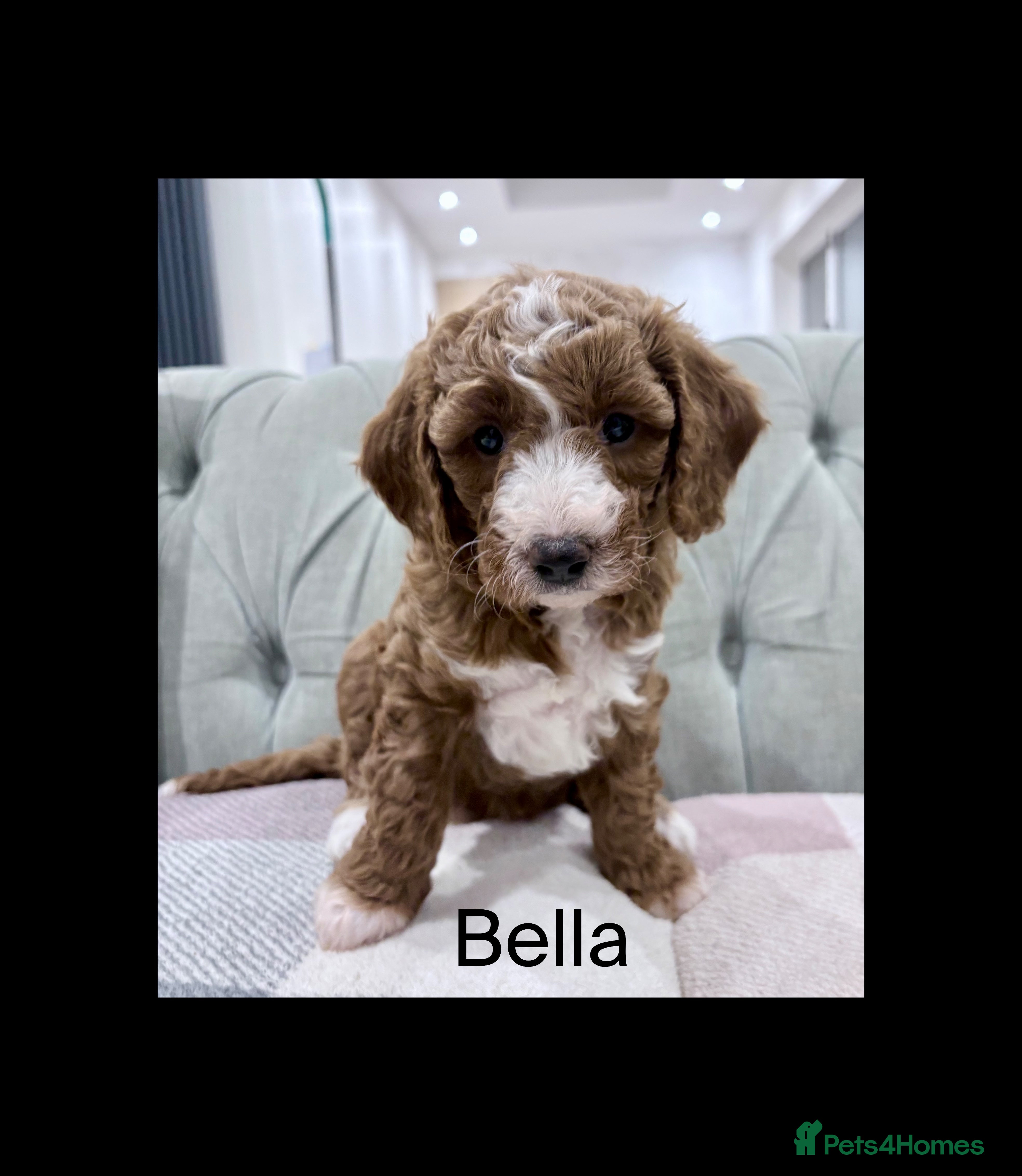 Cavapoo dogs Exceptional Fox Red F1b Cavapoo Girl - Advert 16