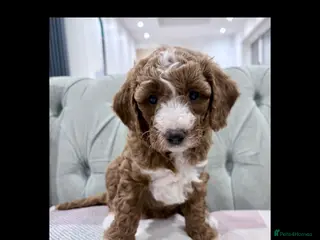 Cavapoo dogs Exceptional Fox Red F1b Cavapoo Girl - Advert 16