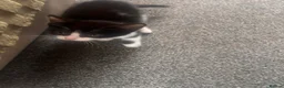 Mixed Breed cats for sale: Litter of 5 Kittens – Ready Soon  - Advert 9