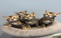 Bengal cats for sale: READY NOW beautiful Bengal Girl kittens TICA reg - Advert 29