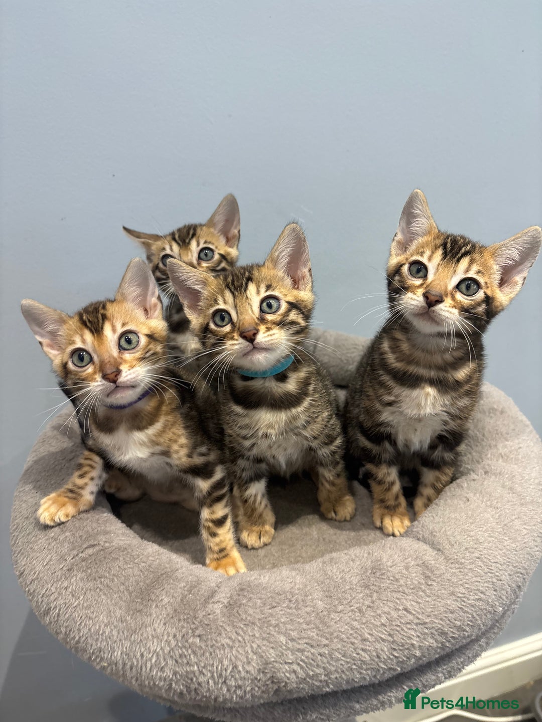Bengal cats for sale: READY NOW beautiful Bengal Girl kittens TICA reg - Advert 29