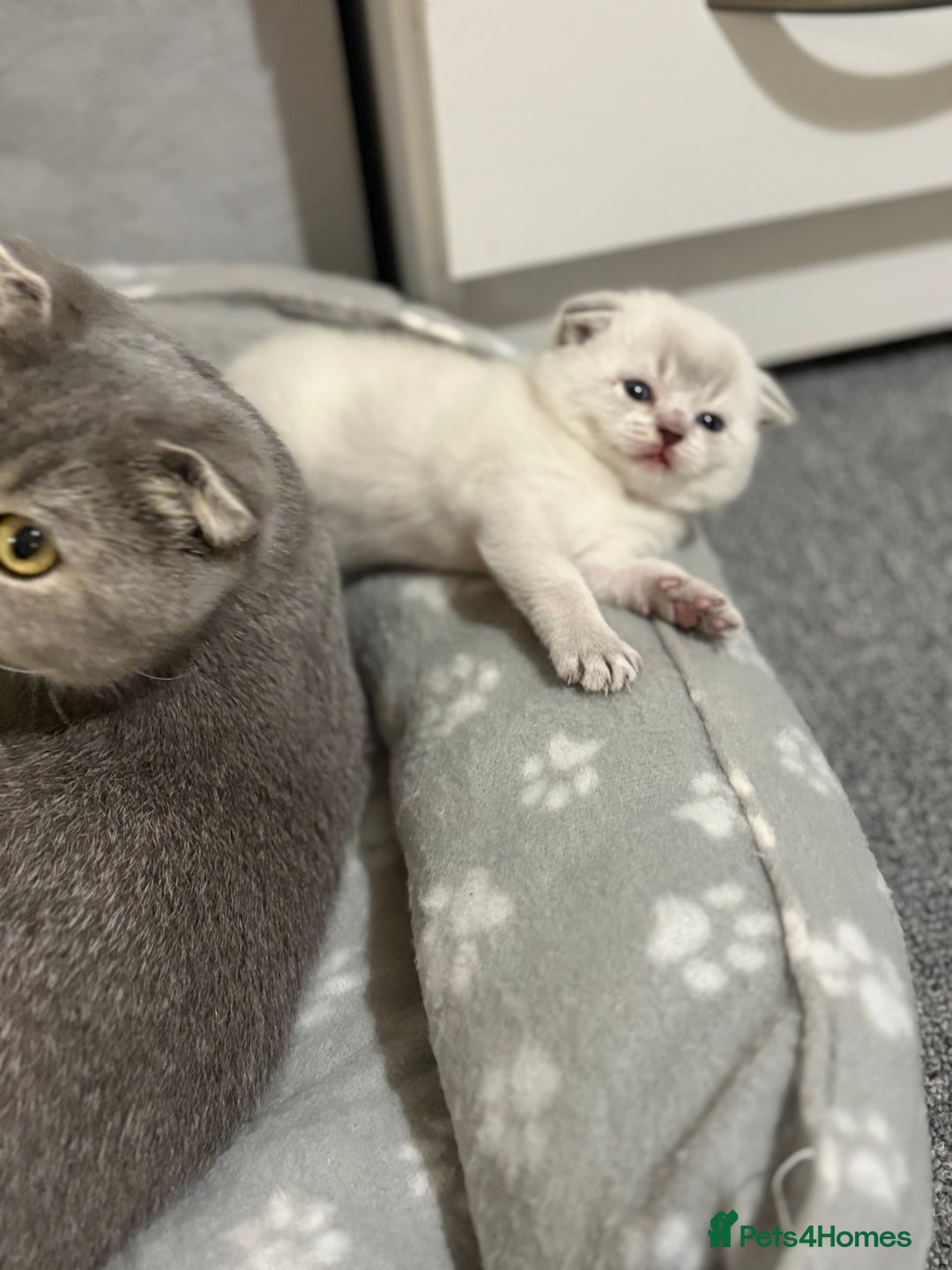 Scottish Fold cats for sale: Scottish  fold 💙🩷 - Image 8