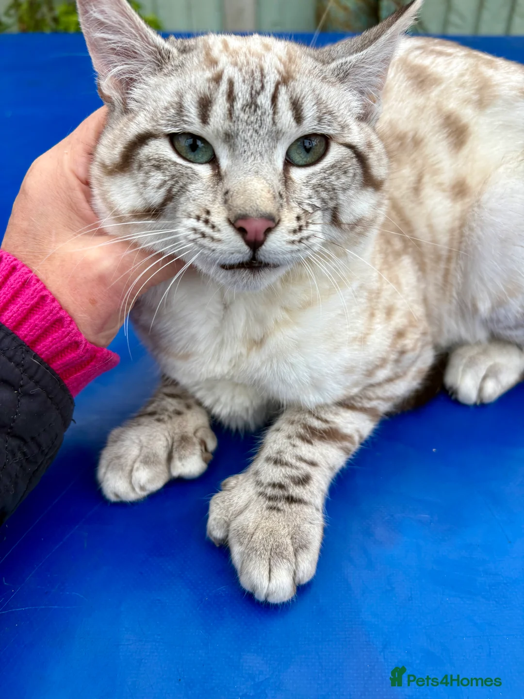 Savannah cats for sale: Breath taking wild looking girl  - Advert 12