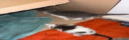 Mixed Breed cats for sale: Kittens for sale - Advert 6
