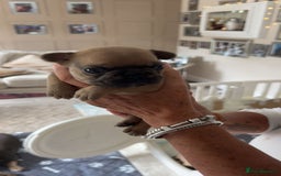 French Bulldog dogs for sale: French Bulldog puppies - Image 34