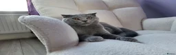 Scottish Fold cats for sale: Scottish fold kitten for sale - Advert 3
