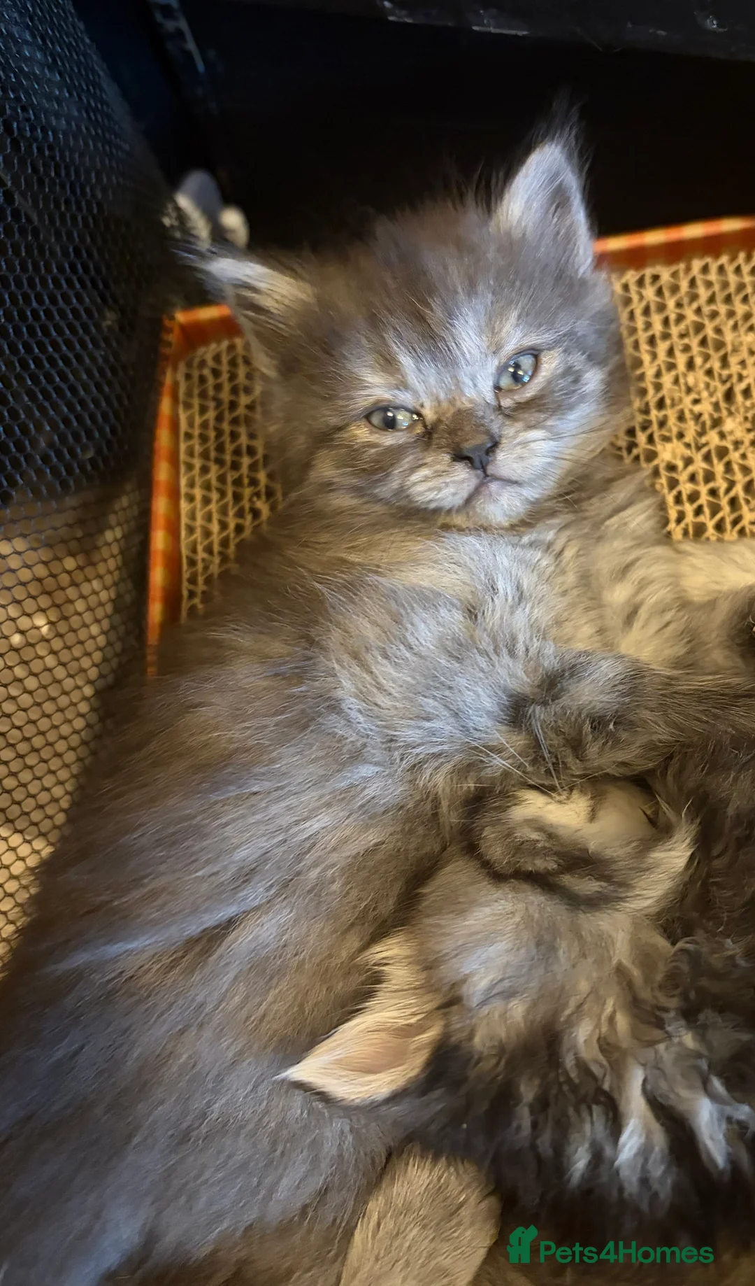 Perdoll cats for sale: beautiful fluffy persian cross ragdoll kittens - Advert 2