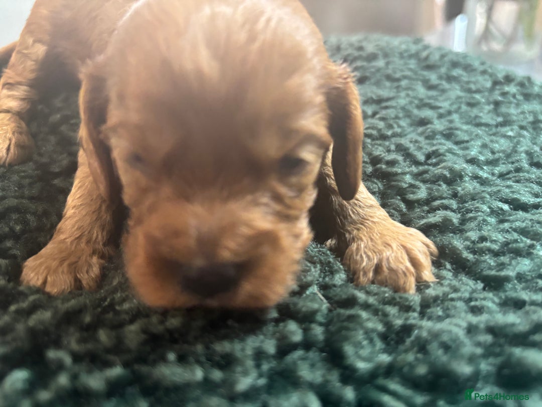 Cavapoo dogs for sale: Beautiful healthy Cavapoo’s d.o.b 22/08/25 - Image 13