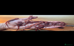 Bearded Dragon reptiles for sale: Baby high red morph bearded dragons  - Image 8