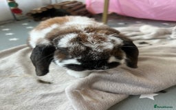 Mixed Breed rabbits for sale: Urgent: Female bunny needs happy home - Image 7