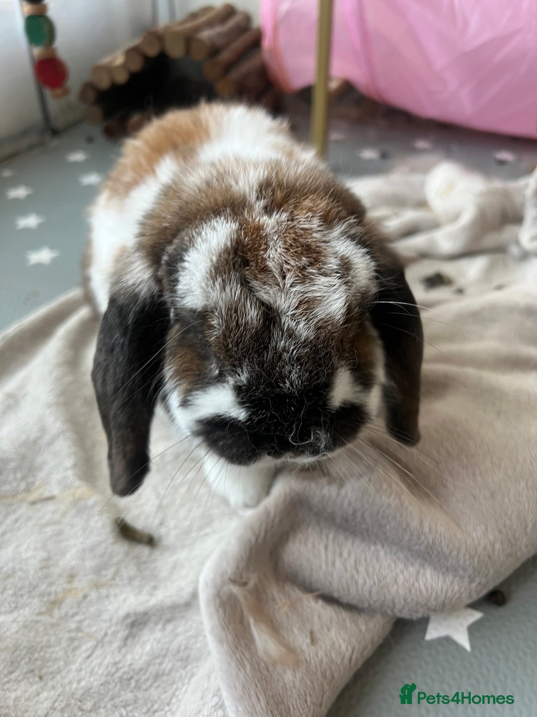Mixed Breed rabbits for sale: Urgent: Female bunny needs happy home - Image 7