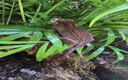 Gecko reptiles for sale: Gargoyle gecko  - Image 1