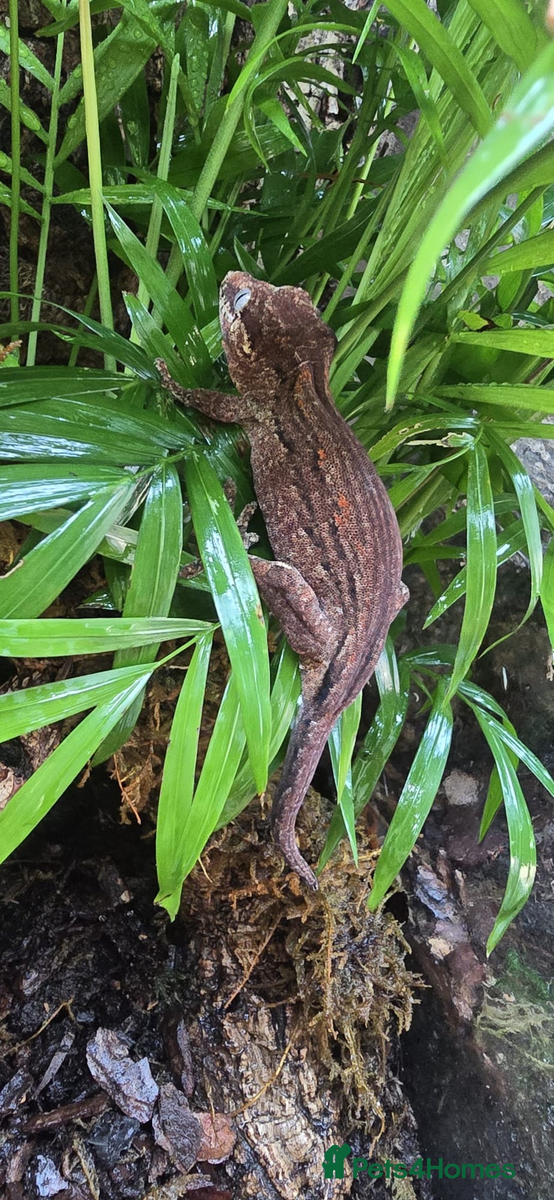 Gecko reptiles for sale: Gargoyle gecko  - Image 1