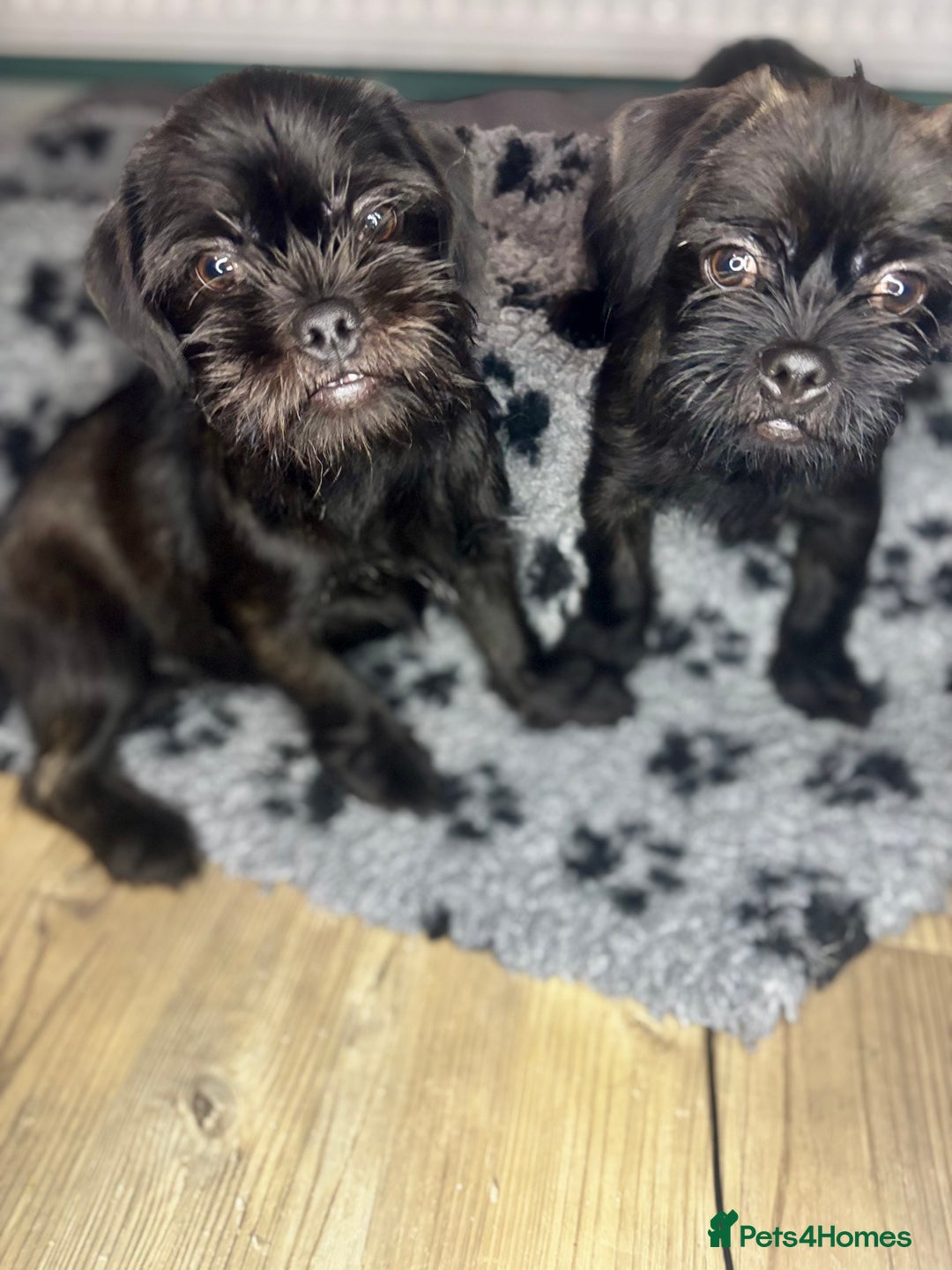 Mixed Breed dogs for sale: ADORABLE LITTER OF SHIH TZU/CHIHUAHUAS - Advert 1
