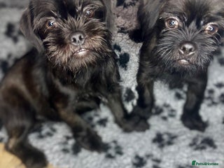 Mixed Breed dogs ADORABLE LITTER OF SHIH TZU/CHIHUAHUAS - Advert 2