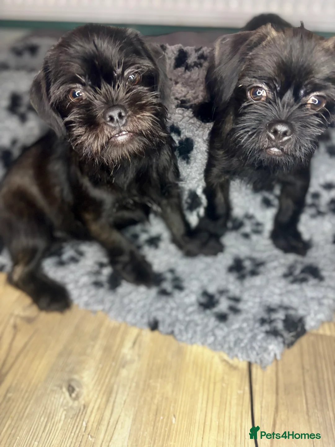 Mixed Breed dogs for sale: ADORABLE LITTER OF SHIH TZU/CHIHUAHUAS - Advert 1