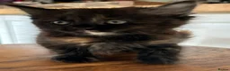 Mixed Breed cats for sale: Kittens for sale  - Advert 3