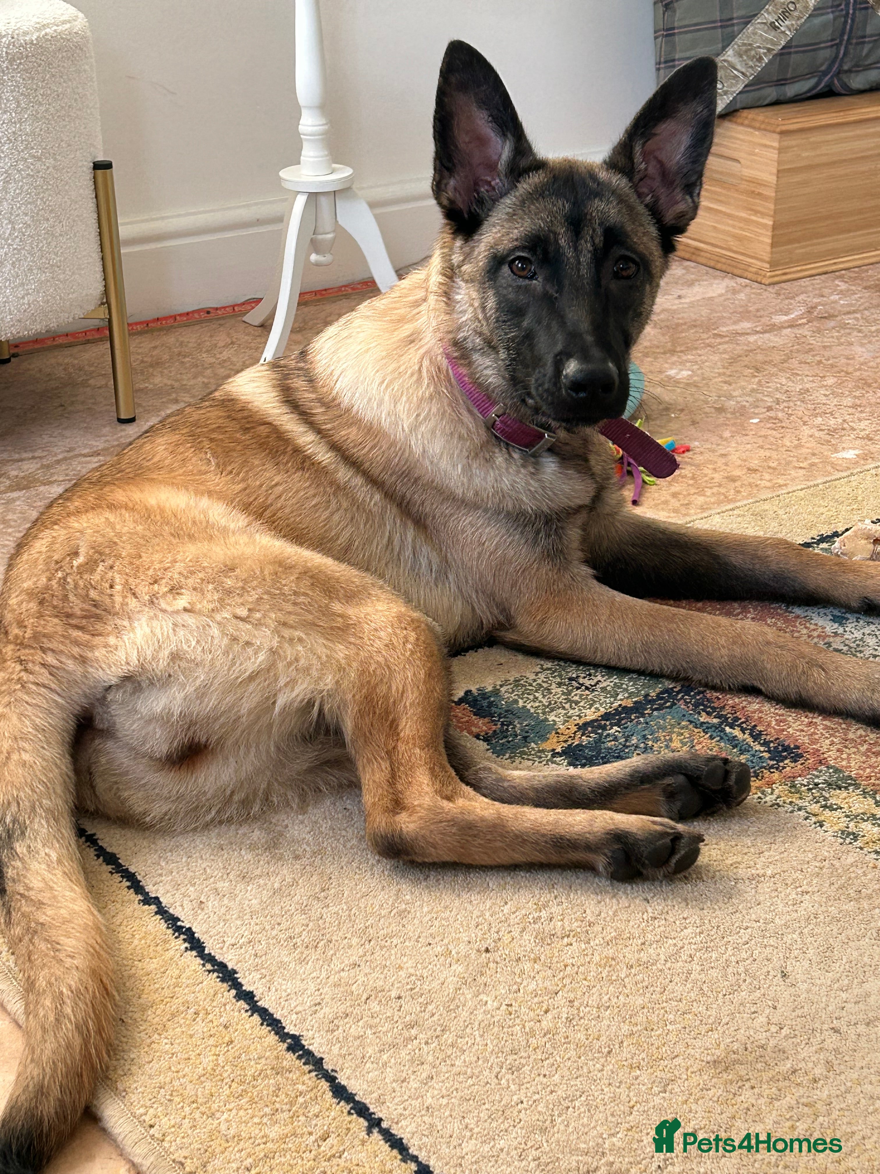 Belgian Shepherd Dog dogs Belgian Malinois Puppy – 8 Months Old - Advert 1