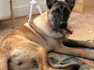 Belgian Shepherd Dog dogs Belgian Malinois Puppy – 8 Months Old - Advert 1