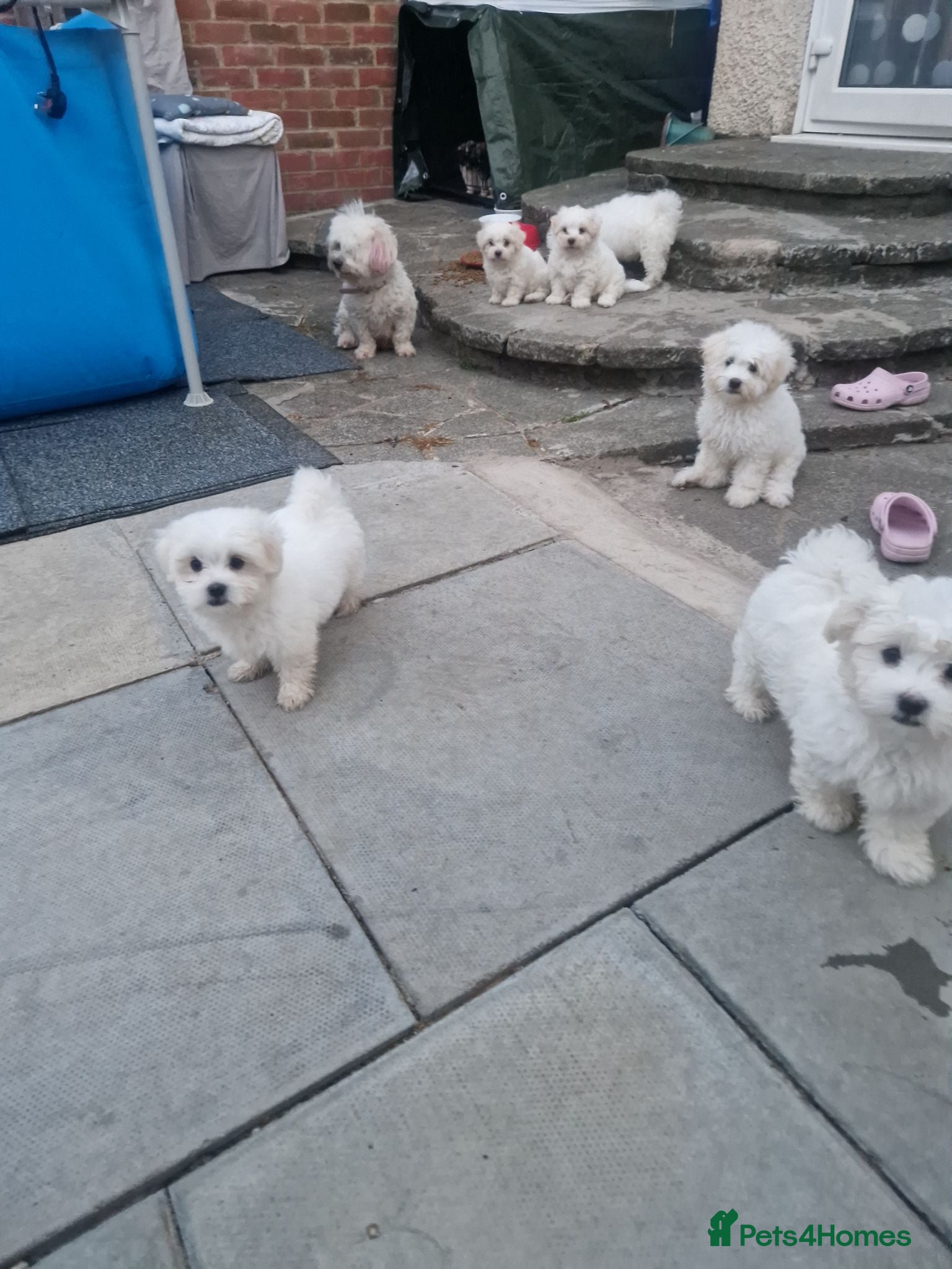 Havanese dogs Puppy havanesse - Advert 1