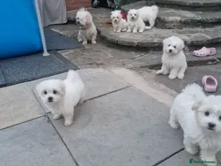 Havanese dogs Puppy havanesse - Advert 16