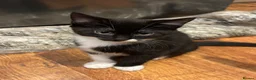 Mixed Breed cats for sale: Friendly and playful kittens - Advert 3