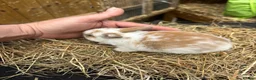 Lionhead rabbits for sale: Lion heads  - Advert 8